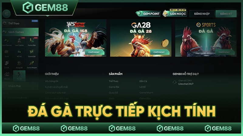 Trực tiếp đá gà gay cấn từ những trường đấu lớn